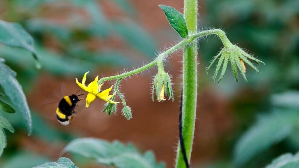 granos de polen|identificación granos de polen